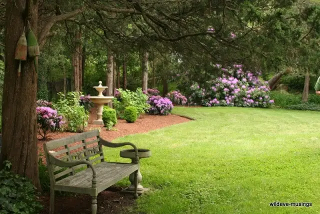 Garden bench beneath mature trees with blooming rhododendrons