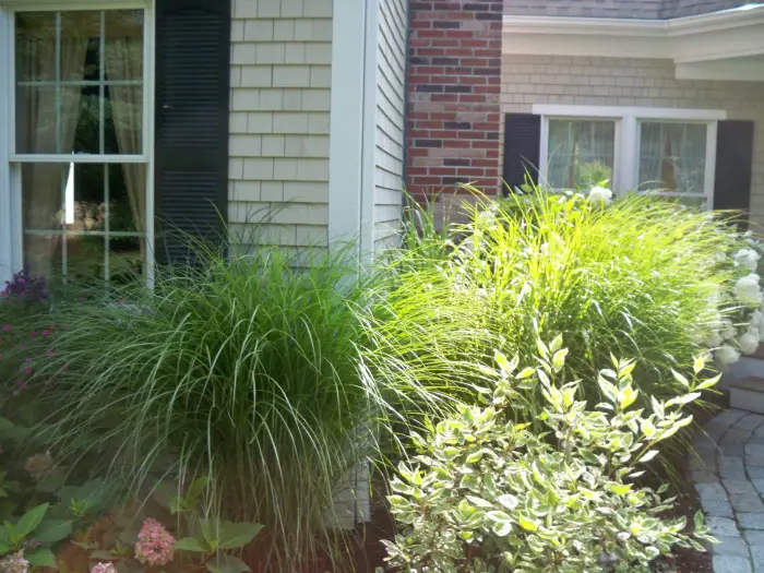 Ornamental grasses and shrubs by a shingled home
