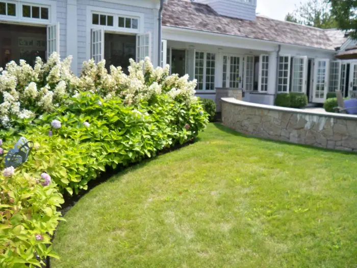 Hydrangeas beside a stone wall and lawn