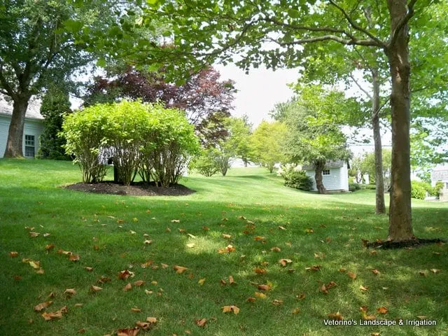 Mature lawn with specimen shrubs and trees