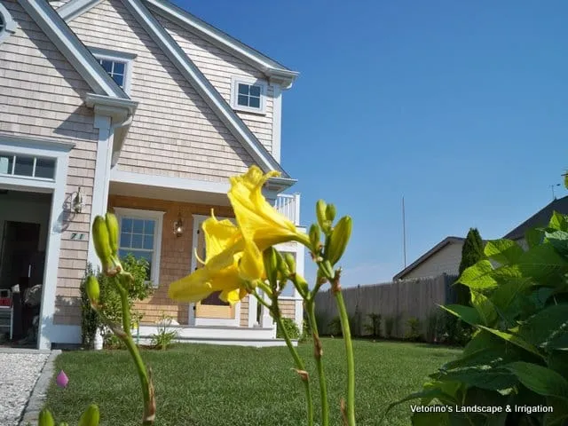 Daylily blooming in front of a shingled home