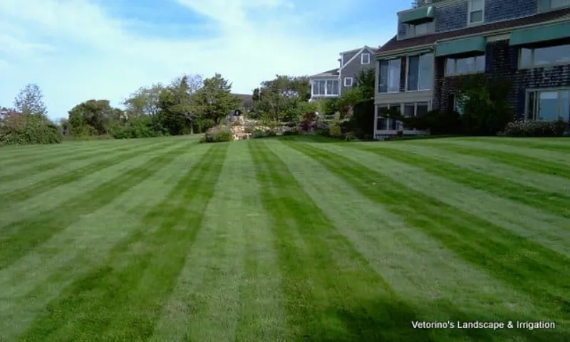 Freshly striped lawn beside a Cape Cod home